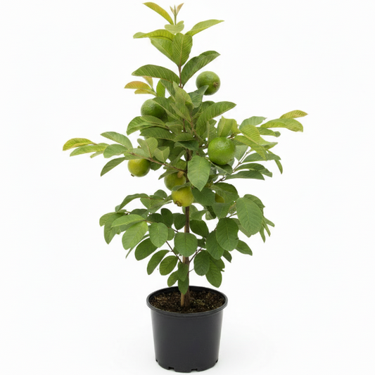 Guava Tree, Psidium Guajava