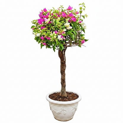 Bougainvillea Multicolor Specimen