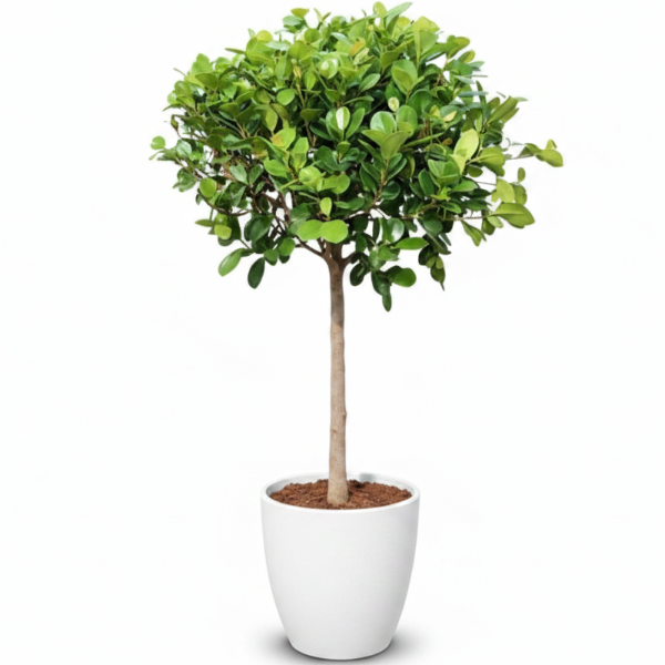 Ficus Diversifolia Single Head