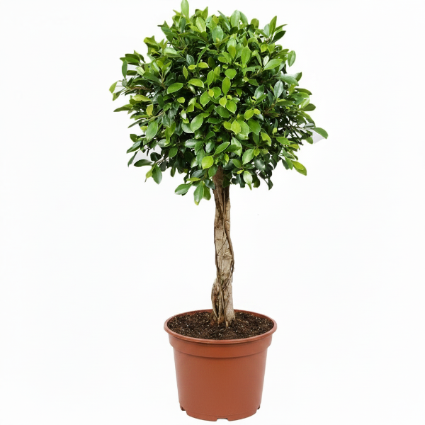 Ficus Diversifolia Rounded Big
