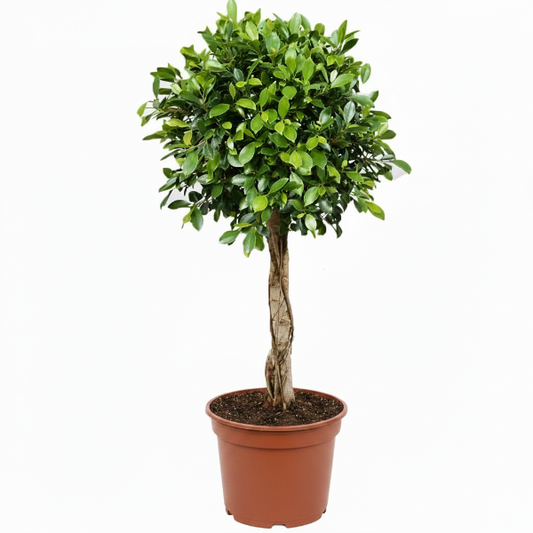 Ficus Diversifolia Rounded Big