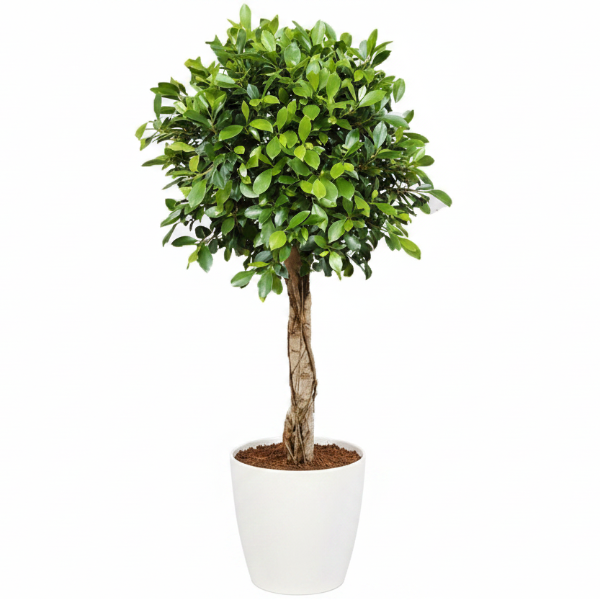 Ficus Diversifolia Rounded Big