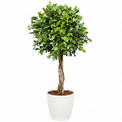 Ficus Diversifolia Rounded Big