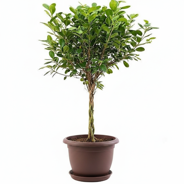 Ficus diversifolia twisted trunk topiary