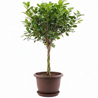 Ficus diversifolia twisted trunk topiary
