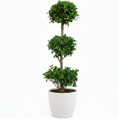 Ficus Diversifolia Three Heads