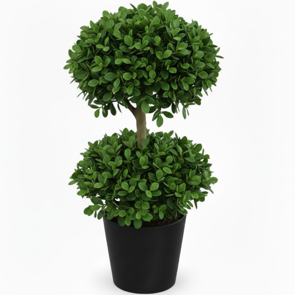 Ficus Diversifolia Two Heads