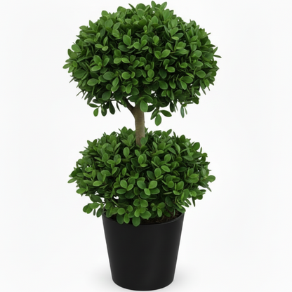 Ficus Diversifolia Two Heads