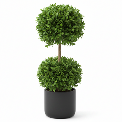 Ficus Diversifolia Two Heads