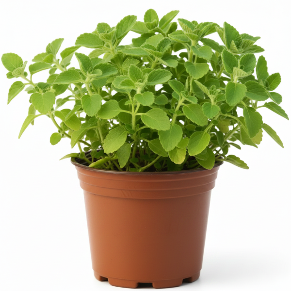 Zaatar Herb Thyme