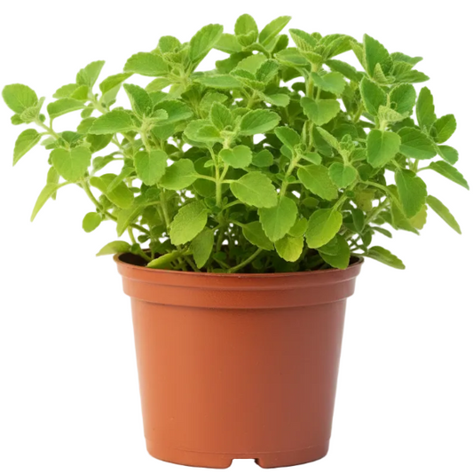 Zaatar Herb Thyme