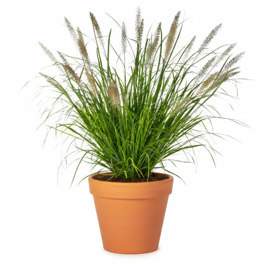 Cortaderia Selloana, Pampas Grass
