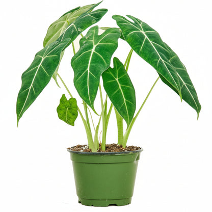 Alocasia Frydek, Green Velvet Alocasia - www.Greenie.ae Buy online Best and Healthy Plants and quality products guarantee in Dubai Plants Shop in Dubai Abu Dhabi all over UAE Plants near me Fresh Plants in Dubai where to buy plants in UAE - Greenie.ae