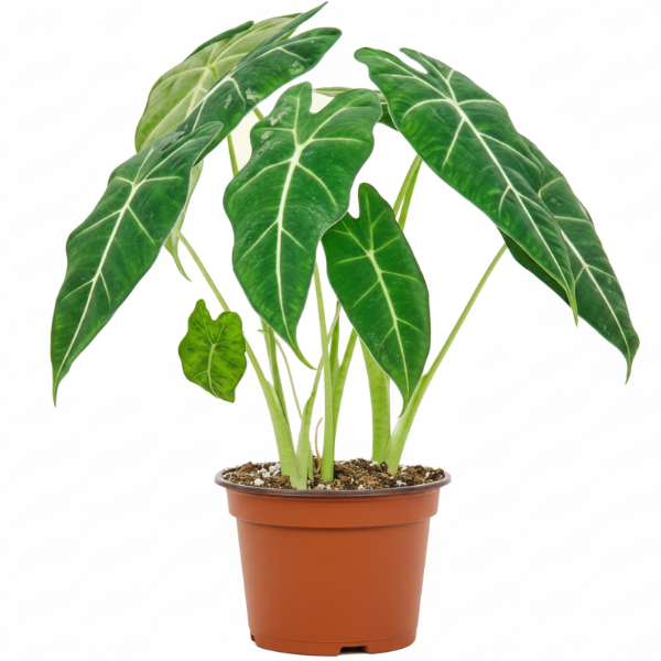 Alocasia Frydek, Green Velvet Alocasia - Greenie.ae Dubai UAE Delivery Online Shop