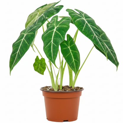 Alocasia Frydek, Green Velvet Alocasia - Greenie.ae Dubai UAE Delivery Online Shop