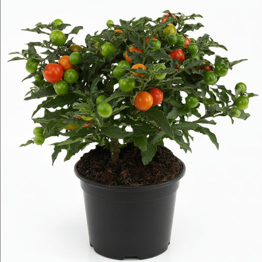 Jerusalem cherry, Solanum pseudocapsicum