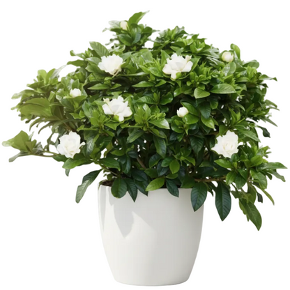 Gardenia Jasminoides, Cape Jasmine, Outdoor