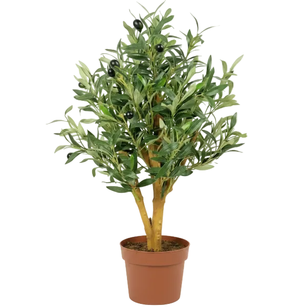 Olive Tree, Olea Europaea - Greenie.ae Dubai UAE Delivery Online Shop