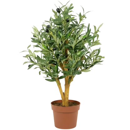 Olive Tree, Olea Europaea - Greenie.ae Dubai UAE Delivery Online Shop
