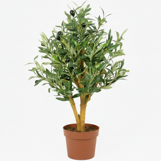 Olive Tree, Olea Europaea