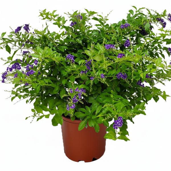 Duranta Repens, Golden Dew Drop, Sky Flower, Pigeon Berry