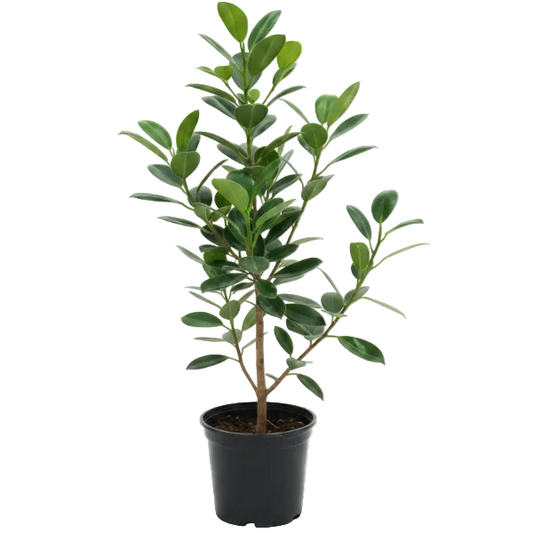Ficus Hawaii, Green Island