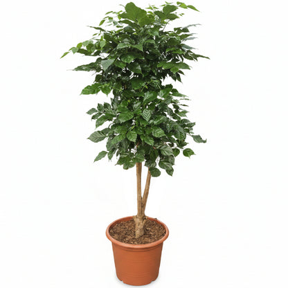 Radermachera sinica, China Doll Plant