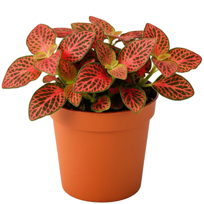 Fittonia , Nerve , Mosaic , Net Plant