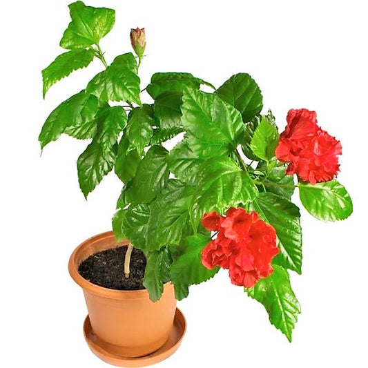 Sinensis Red, Hibiscus Rosa