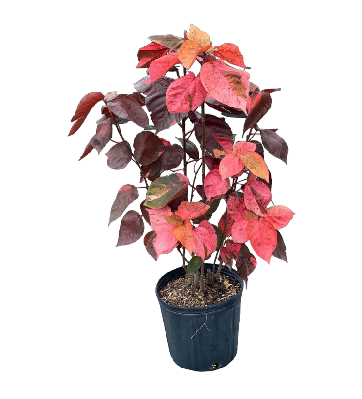 Acalypha wilkesiana, Tri Color