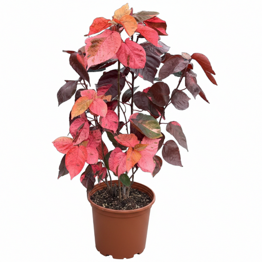 Acalypha wilkesiana, Tri Color