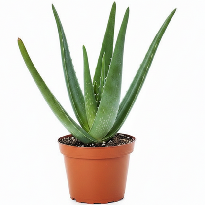 Aloe Vera, Medicina Aloe, Indoor