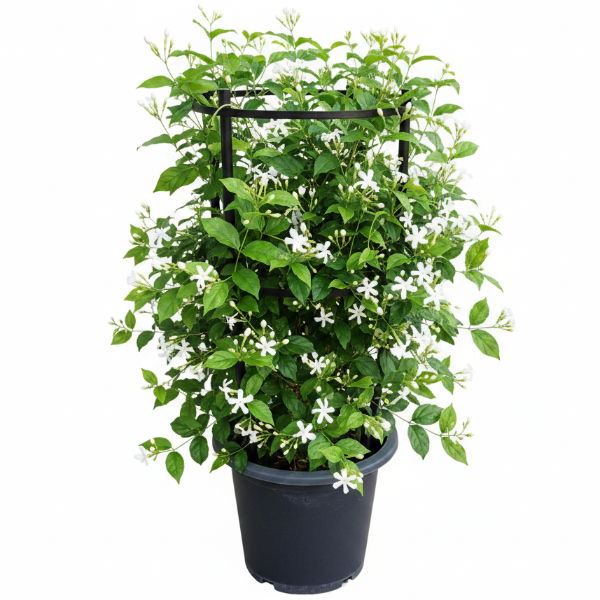 Jasminum Grandiflora, Grandiflorum, Jasmine Climber