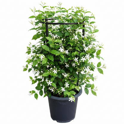 Jasminum Grandiflora, Grandiflorum, Jasmine Climber