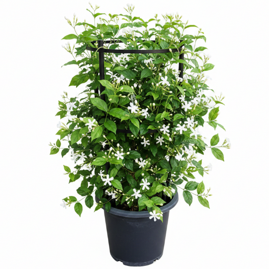 Jasminum Grandiflora, Grandiflorum, Jasmine Climber