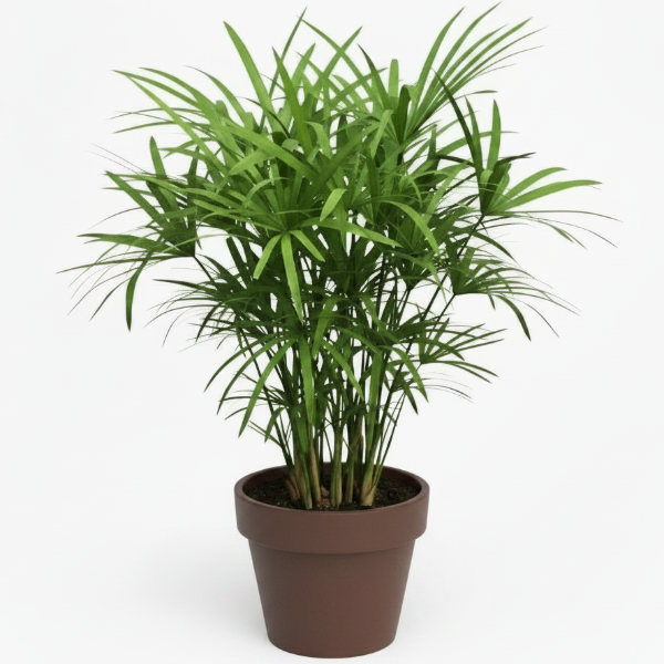 Cyperus Alternifolius, Umbrella Sedge