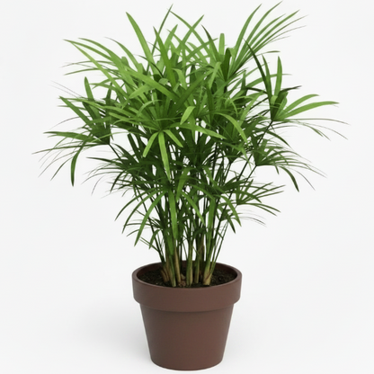 Cyperus Alternifolius, Umbrella Sedge