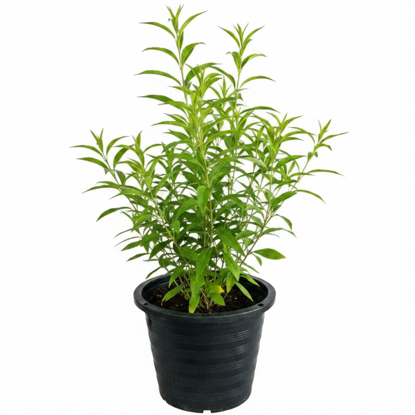 Cestrum Diurnum, Day King