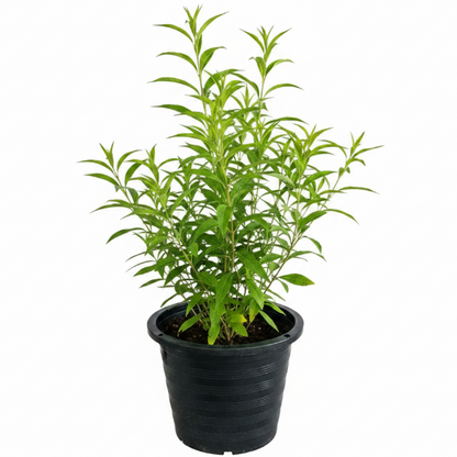 Cestrum Diurnum, Day King