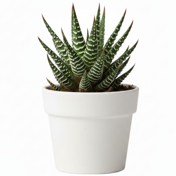 Zebra Cactus, Haworthia Fasciata Concolor 10 - 15cm - Greenie.ae Dubai UAE Delivery Online Shop