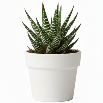 Zebra Cactus, Haworthia Fasciata Concolor 10 - 15cm - Greenie.ae Dubai UAE Delivery Online Shop