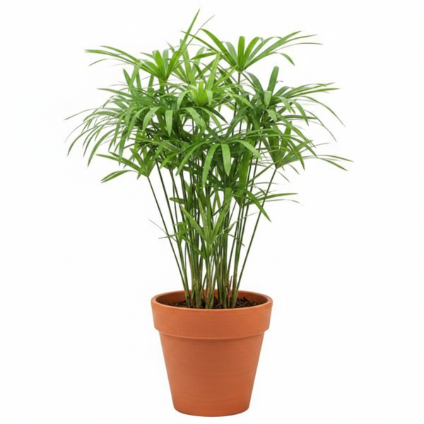 Cyperus Alternifolius, Umbrella Sedge