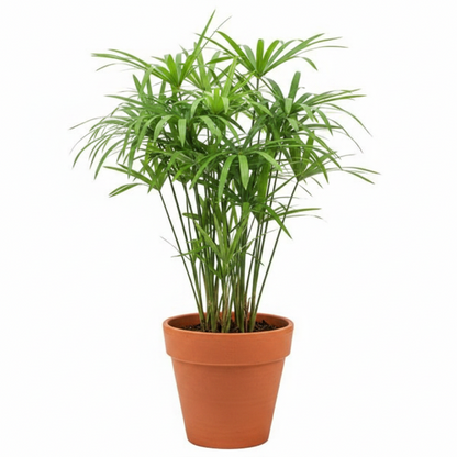 Cyperus Alternifolius, Umbrella Sedge