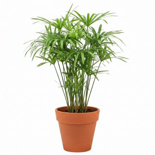 Cyperus Alternifolius, Umbrella Sedge