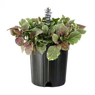 Ajuga Reptans, Bugleherb (small)