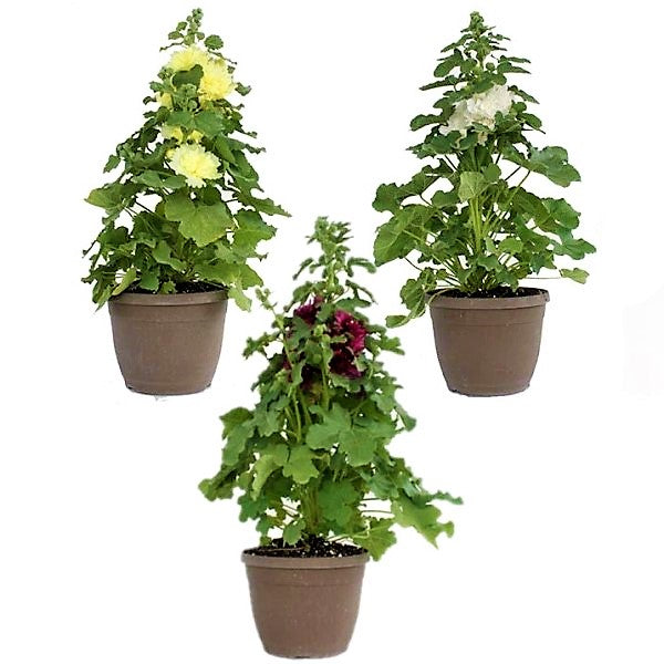 Hollyhocks Flower Plant, Alcea - www.Greenie.ae Buy online Best and Healthy Plants and quality products guarantee in Dubai Plants Shop in Dubai Abu Dhabi all over UAE Plants near me Fresh Plants in Dubai where to buy plants in UAE - Greenie.ae