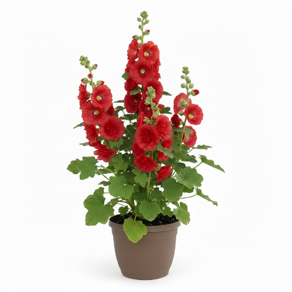 Hollyhocks Flower Plant, Alcea