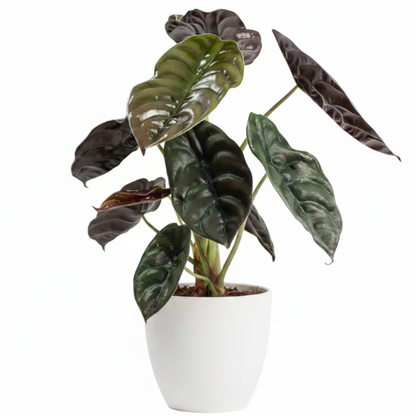 Alocasia Red Secret ,Elephant Ear - Greenie.ae Dubai UAE Delivery Online Shop