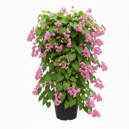 Antigonon Leptopus, Coral vine, Mexican Creeper