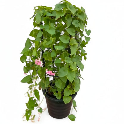 Antigonon Leptopus, Coral vine, Mexican Creeper